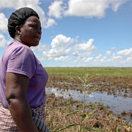 A woman farmer surveys her field, recently flooded after months of drought 